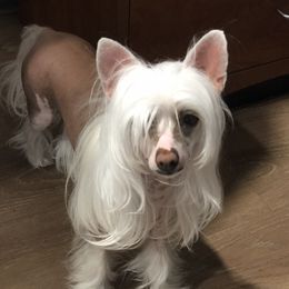 Dolce - Chinese Crested