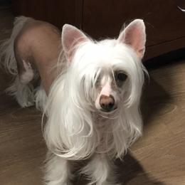 Dolce - Chinese Crested