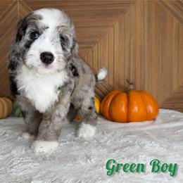 Green boy - male Goldendoodle puppy in Modesto, California from Two Doods Doodles