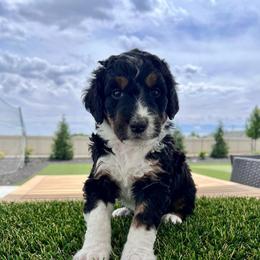 Cosmo - Tri-color female Bernedoodle puppy in Nampa, Idaho from Ember Skies Doodles