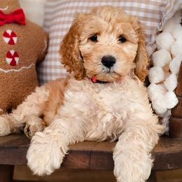 Dolly- Potty Training Started - Apricot female Australian Labradoodle puppy in Connersville, Indiana from Dessie's Doodles