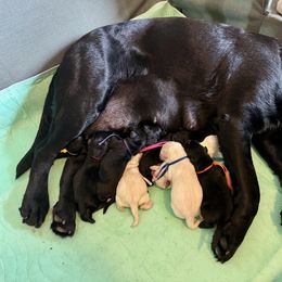 Girl 2 - Yellow female Labrador Retriever puppy in Brooksville, Florida from Lonestar Labradors C&E