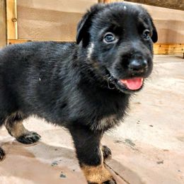 Beagle and German Shepherd Puppies from Nebraska K9's