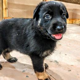 Beagle and German Shepherd Puppies from Nebraska K9's