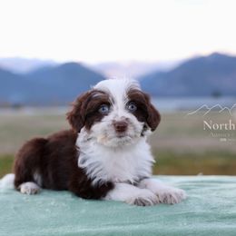 Belgrade - Red tri-color male Aussiedoodle puppy in Hamilton, Montana from North Lake Aussies