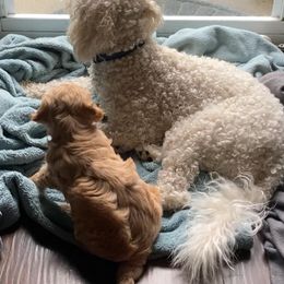 Goldendoodle Puppies from Lykeable Farms