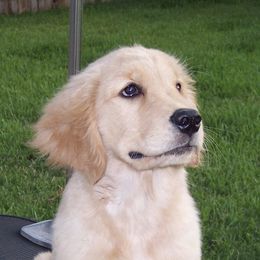 Golden Retrievers from Yellow Rose