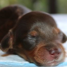 Puppy E Purebred DNA Tested - Chocolate and tan female Dachshund puppy in Haines City, Florida from Divine Poodle Paradise Standard Poodles & Divine Dachshunds