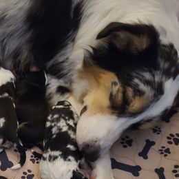 Australian Shepherds from Share'n Aussies