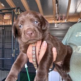Brown - Chocolate male Labrador Retriever puppy in Newton Grove, North Carolina from Wayalife Labradors & Gsp’s