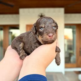 Creede - Brown and white male Aussiedoodle puppy in Allen, Texas from Calena’s Doodles