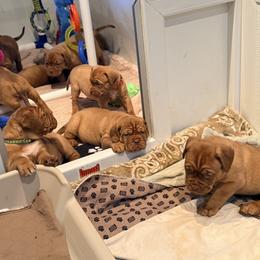 Dogue de Bordeaux puppies from Bolshaya Bordeaux