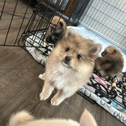 S'more - Merle female Pomsky puppy in Harpers Ferry, West Virginia from Brandie Kelley