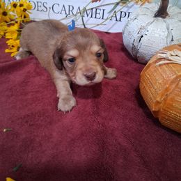 Blue Collar Boy - Fawn (isabella) and cream male Dachshund puppy in Farmerville, Louisiana from Hancock House of Basset Hounds & Mini Dachshunds