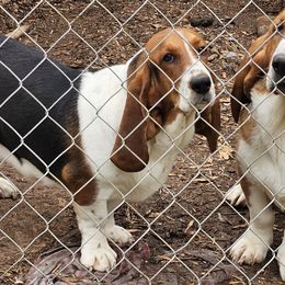 Basset Hounds and Dachshunds from TN Miniature Dachshunds
