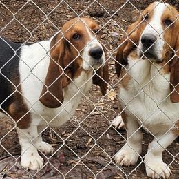 Basset Hounds and Dachshunds from TN Miniature Dachshunds