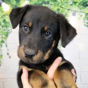 Blackberry - Black and rust male Beauceron puppy in Seattle, Washington from SilverStruck Kennels
