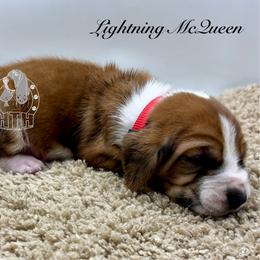 Lightning McQueen - Mahogany and white male Basset Hound puppy in Dingess, West Virginia from Tuckers' Howling Hounds