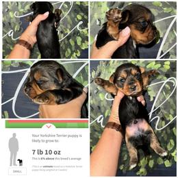 Ollie - Black and gold male Morkie puppy in Cleveland, Tennessee from Moody’s Morkies and More