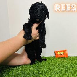 Aussiedoodle, Goldendoodle, and Labradoodle Puppies from Loyal Doodles