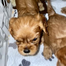 Cavalier King Charles Spaniel Puppies from Cassie’s Cavaliers