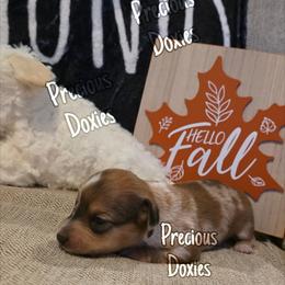 Dachshund Puppies from Precious Doxies
