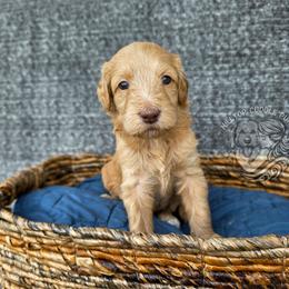Ruby - Apricot female Goldendoodle puppy in Chattanooga, Tennessee from Hilltop Cuddle Pups
