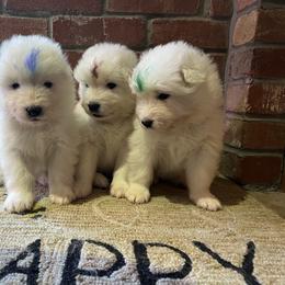 Samoyed Puppies from Sweet T's