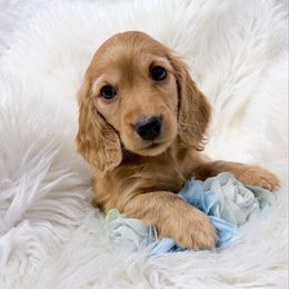Cody - Red male Dachshund puppy in Richmond, Virginia from Irresistible Dachshunds & Cavaliers