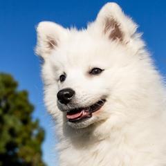 Japanese Spitz Puppies from Colorado Japanese Spitz