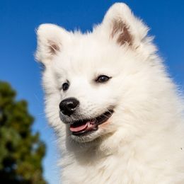 Japanese Spitz Puppies from Colorado Japanese Spitz