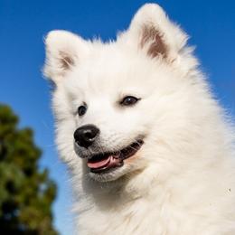 Japanese Spitz Puppies from Colorado Japanese Spitz