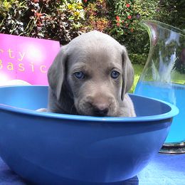 Weimaraner Puppies from Greyborn Weimaraners