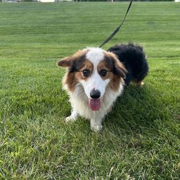 American Corgi puppies from Cascadian Space Coast Corgis LLC