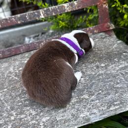 Girl 4 - purple collar - red and white - White and red female Border Collie puppy in Minden, Iowa from Rocking N Registered Border Collies & Labradors