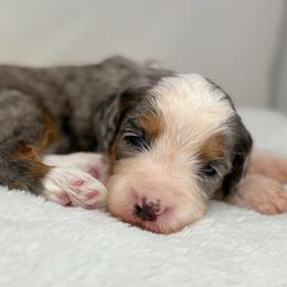 Lyric - Blue merle female Bernedoodle puppy in Fleming, Colorado from Vandenbark Doodles