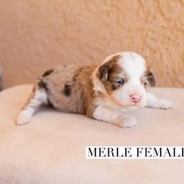Aussiedoodle and Goldendoodle Puppies from Ever After Doodles Arizona