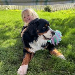 Bernese Mountain Dog All Grown Up from Acorn Hill Bernese