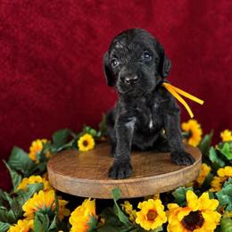 Cerberus - Black male Labradoodle puppy in Elizabeth City, North Carolina from Howdy Doodles