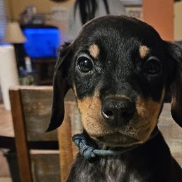 Blue boy - Doberman Pinscher puppy in Georgia from Jeti Dobermans