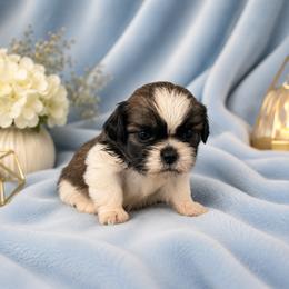 Puppy 2 male - Tricolor male Shih Tzu puppy in Downey, California from Cali shih tzu