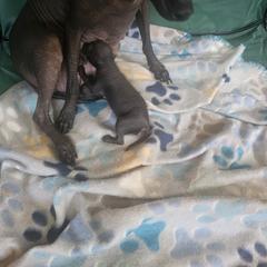 Coco - Black female Xoloitzcuintli puppy in Eugene, Oregon from Naked nobles kennel