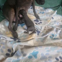 Coco - Black female Xoloitzcuintli puppy in Eugene, Oregon from Naked nobles kennel