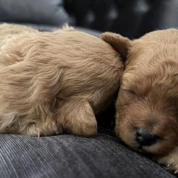 Poodle Puppies from Alpenglow Poodles