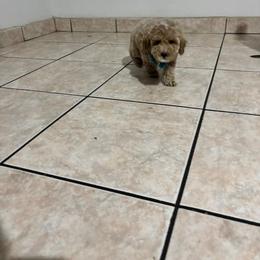 Butter - Apricot male Maltipoo puppy in San Diego, California from Maltipoos SD