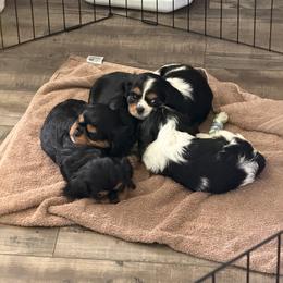 Cavalier King Charles Spaniel Puppies from Wise Cavaliers