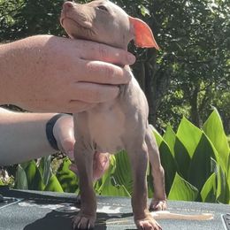 Brooke - Chocolate American Hairless Terrier puppy in Cleveland, Texas from Poise Aussies & American Hairless Terriers