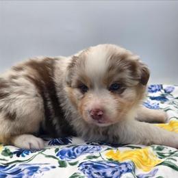 Bird - Red merle female Australian Shepherd puppy in Jameson, Missouri from Sky Creek