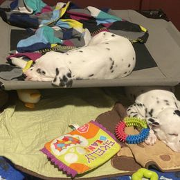 Dalmatian Puppies from Alofa Dalmatians