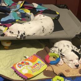Dalmatian Puppies from Alofa Dalmatians